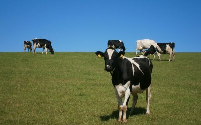 Ensure grass is fully utilised during peak growth season