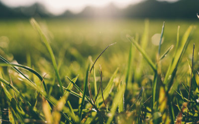 Soil sampling and analysis during the closed period