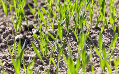 Tillage management: fertiliser application on cereal crops