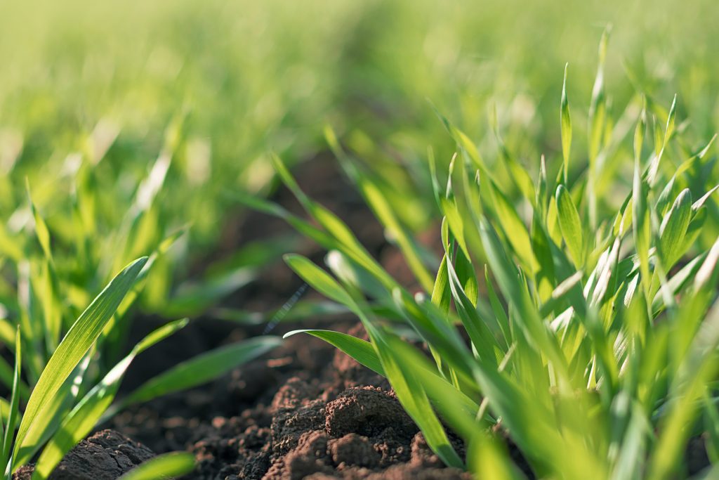 Soil Nutrient Management