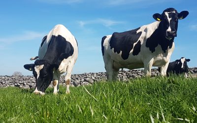 Top tips to increase your early grass yield this spring