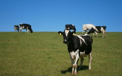 Target early grass nutrition to manage yield throughout the grazing season