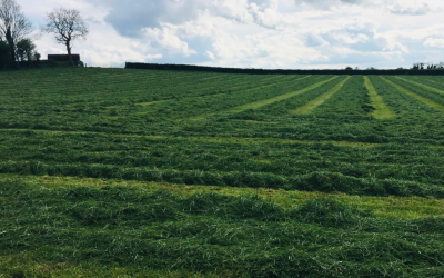 Fertiliser for second cut silage – what is required?