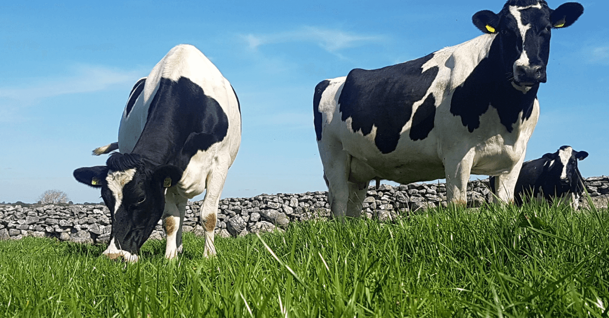 Cows in field grazing
