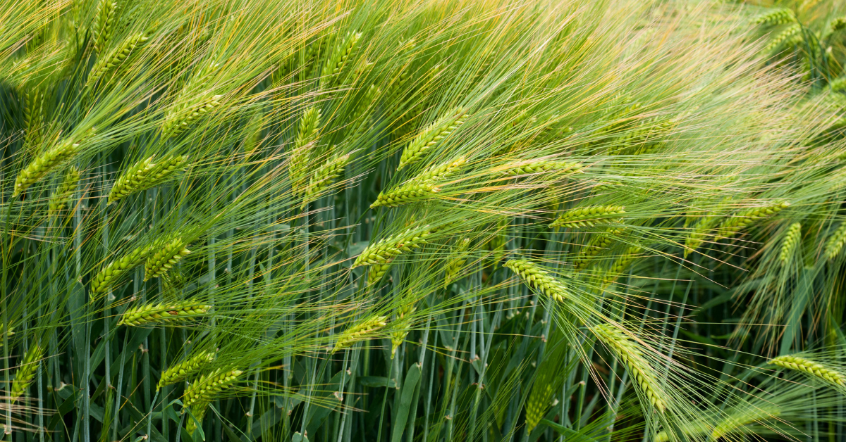 Winter Barley close up 