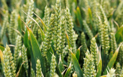 Terra Range Trialled on Barley, Wheat and Grassland