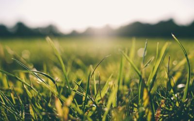 Research demonstrates efficacy of Target Fertilisers’ Terra Range