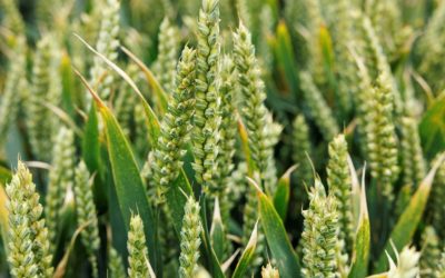 The Terra Range offers a practical solution  to reducing nitrogen levels on Irish farms