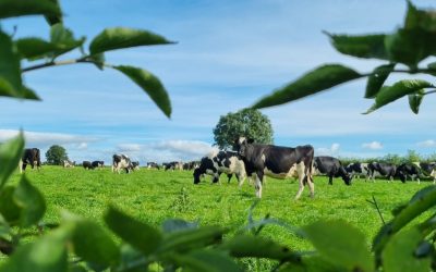 Making The Most Of Late Summer Grass Growth With Lower N Allowance